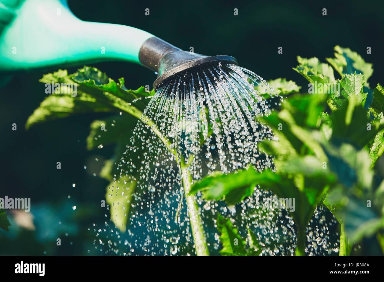 Bewässerung von Kunststoff Gießkanne auf den Garten. Stockfoto
