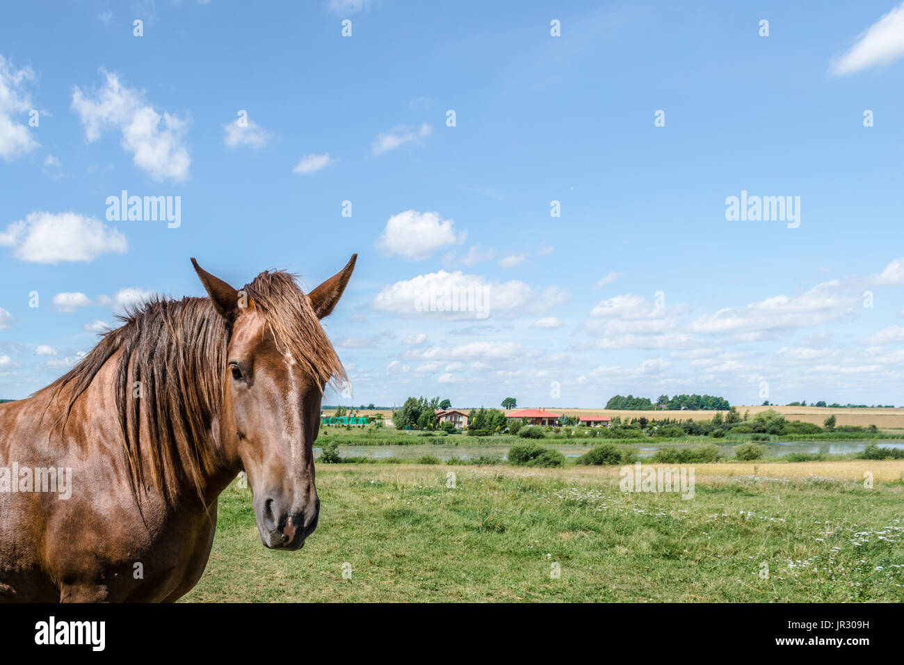 Pferd Und Modell Stockfotos Und Bilder Kaufen Alamy