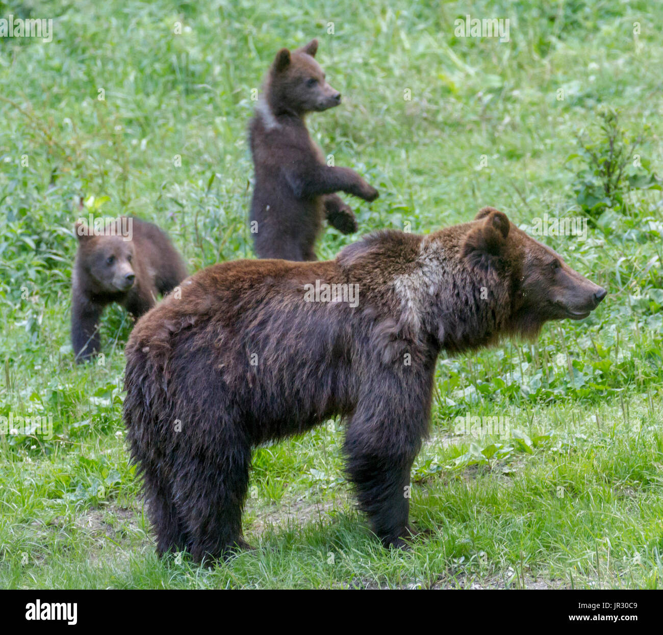 Familie von wilden Bären im rumänischen Wald Stockfoto