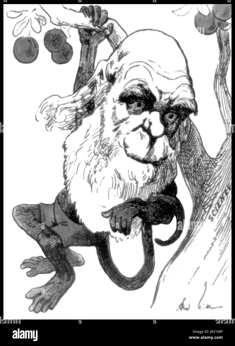 Die Karikatur zeigt Darwin wie ein Affe von Baum der Wissenschaft hängen. Charles Robert Darwin (12. Februar 1809 - 19. April 1882) war ein englischer Naturforscher, Geologe und Biologe. Studien an der University of Cambridge ermutigt seine Leidenschaft für die Naturwissenschaften. Verwirrt durch die geografische Verteilung der Tierwelt und Fossilien sammelte er auf der fünf-Jahres-Reise auf der HMS Beagle, Darwin begann Detailuntersuchungen und 1838 konzipiert seine Theorie der natürlichen Selektion. Obwohl er seine Ideen mit mehreren Naturforschern diskutiert, er brauchte Zeit für umfangreiche Recherchen und seine geologische Arbeit hatte vor Stockfoto