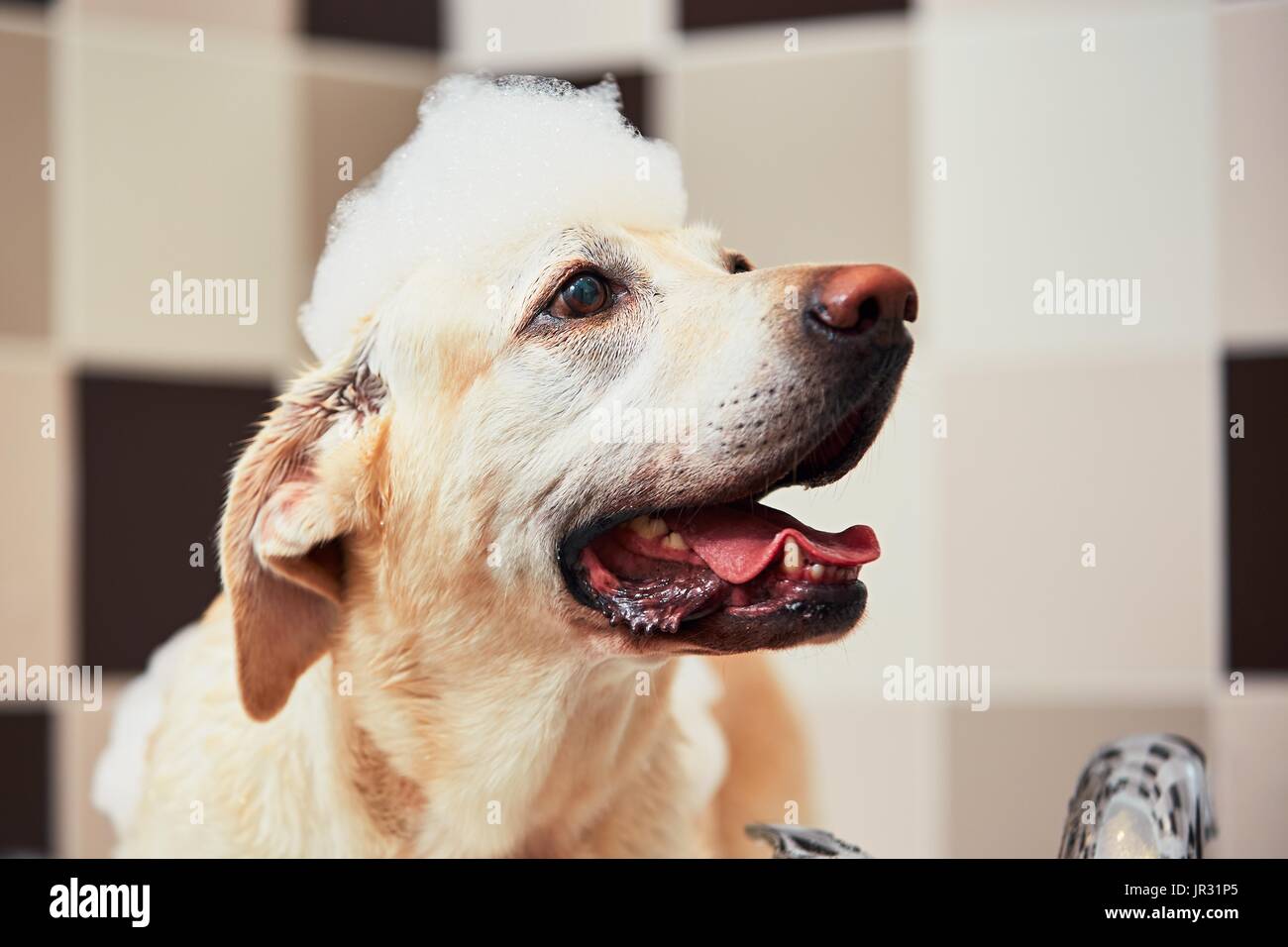 Der gelbe Labrador Retriever Baden. Glück Hund einen Schaumbad nehmen. Stockfoto