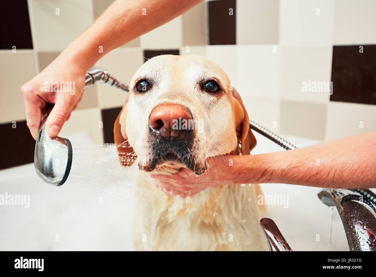 Der gelbe Labrador Retriever Baden. Glück Hund ein Bad zu nehmen. Stockfoto