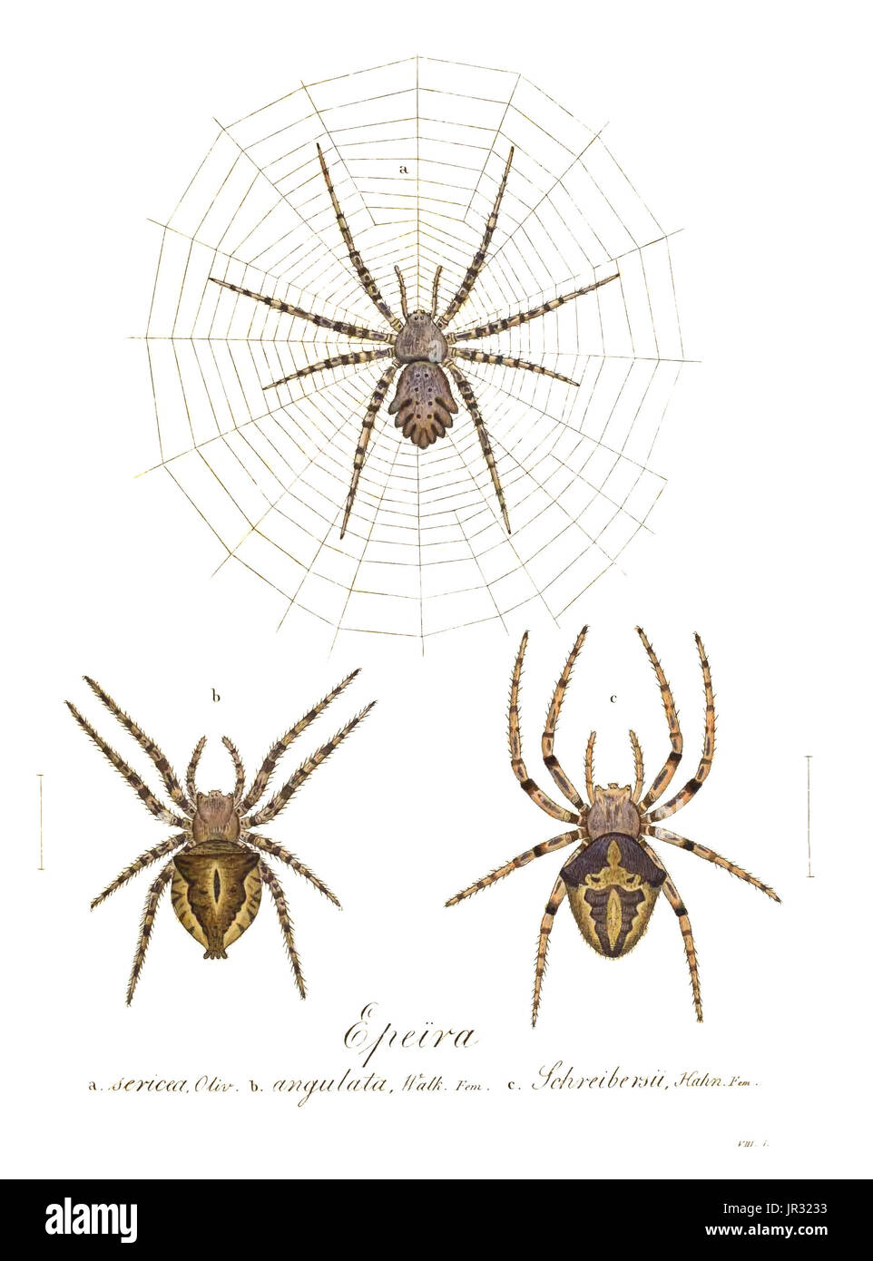 Orb Web Spider Stockfoto