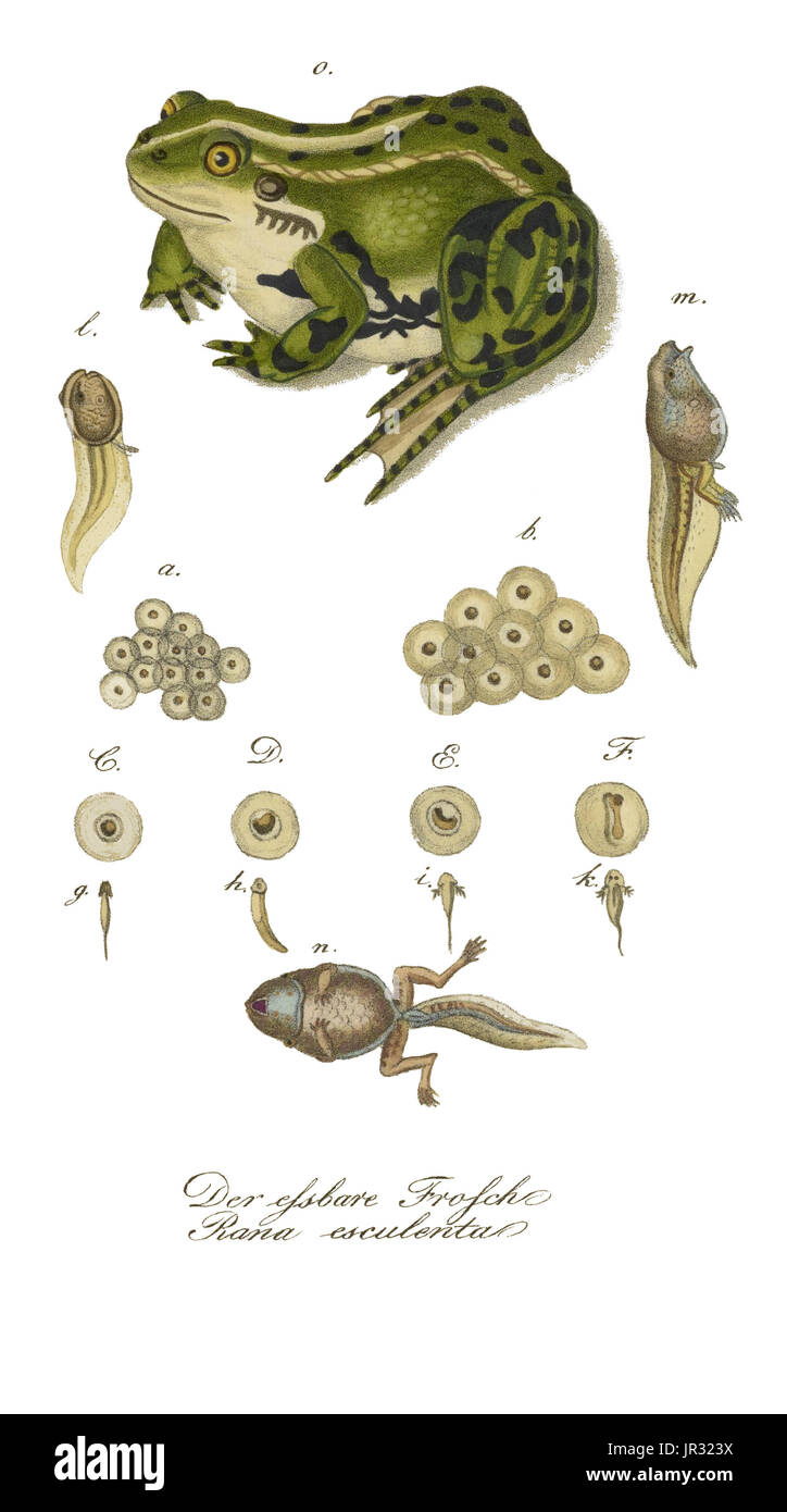 Kaulquappe frosch entwicklung -Fotos und -Bildmaterial in hoher Auflösung –  Alamy