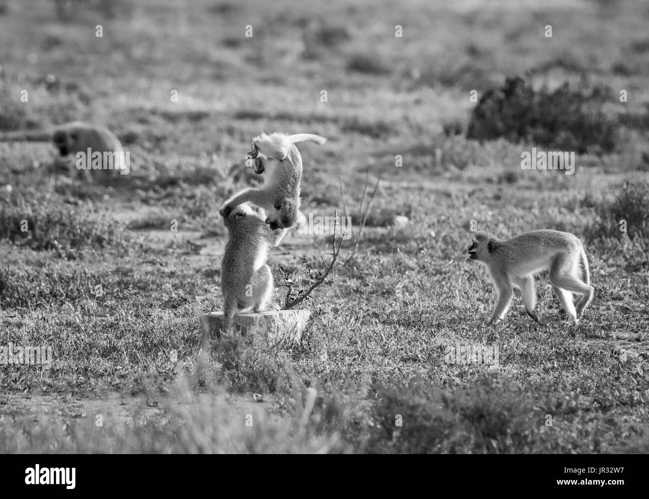 Vervet Affen spielen im südlichen afrikanischen Savanne Stockfoto