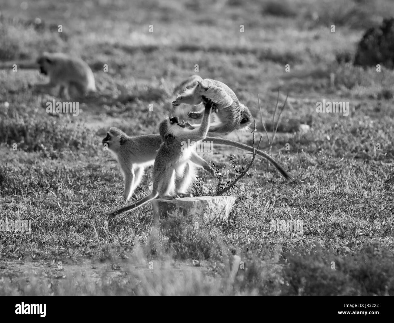 Vervet Affen spielen im südlichen afrikanischen Savanne Stockfoto