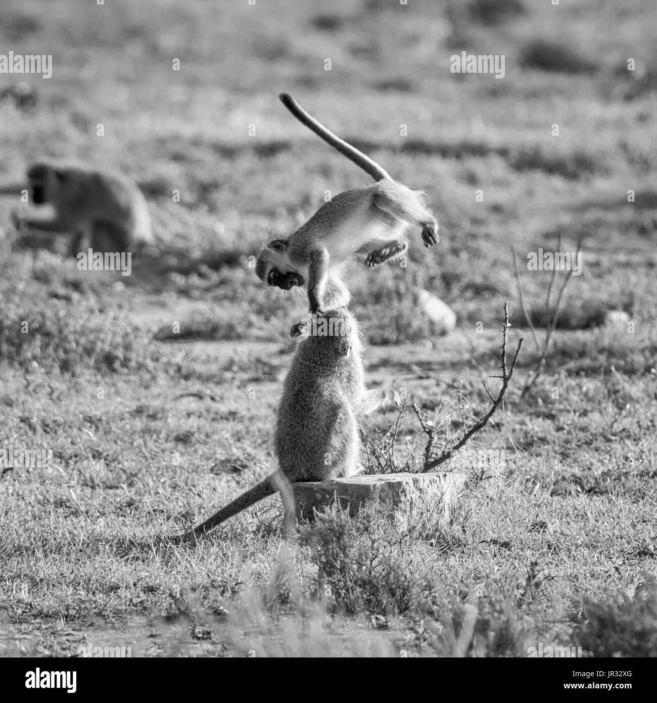 Vervet Affen spielen im südlichen afrikanischen Savanne Stockfoto