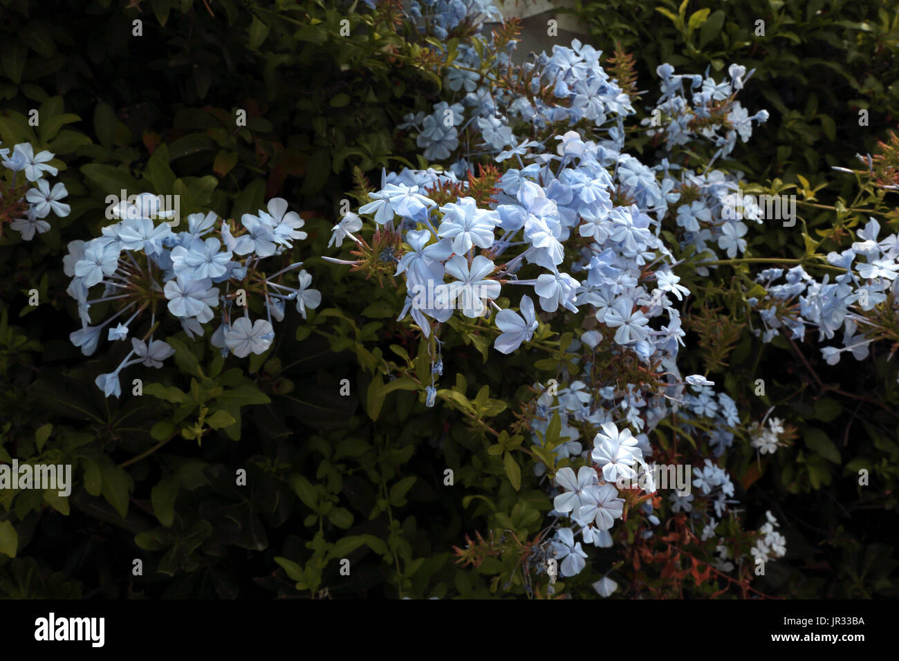 Vouliagmeni Griechenland Plumbago Auriculata Cape Leadwort immergrüner Strauch Stockfoto