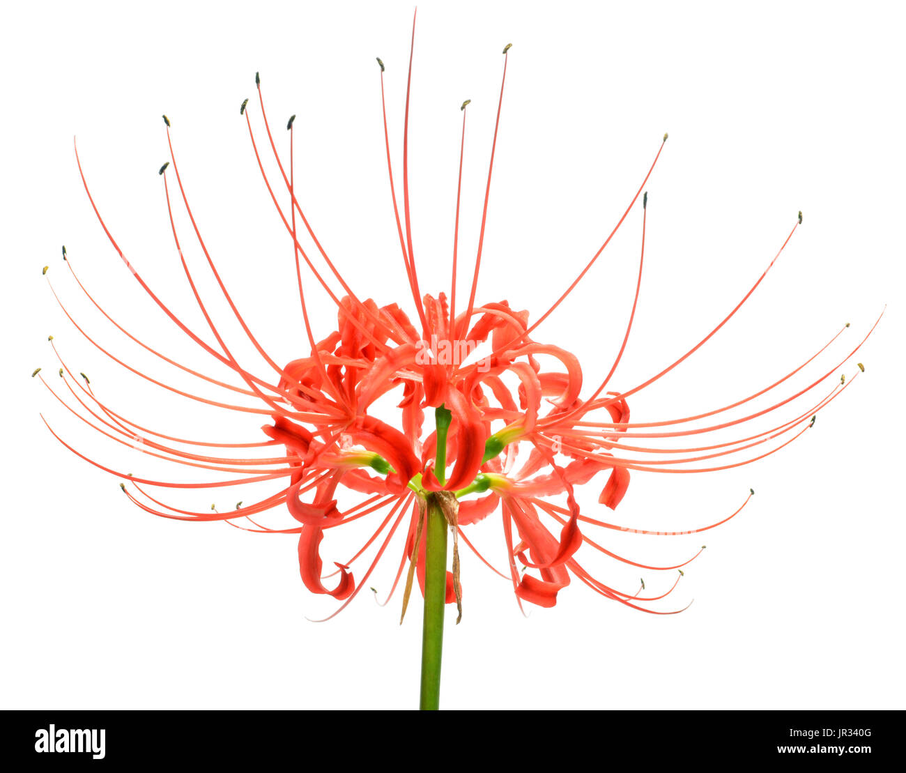 Einzelne rote spider Lily flower Cluster isoliert auf weißem Hintergrund Stockfoto