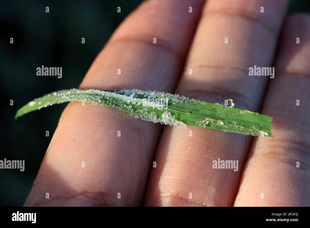 Nahaufnahme von Frost auf Gras Blade im Winter morgen Stockfoto