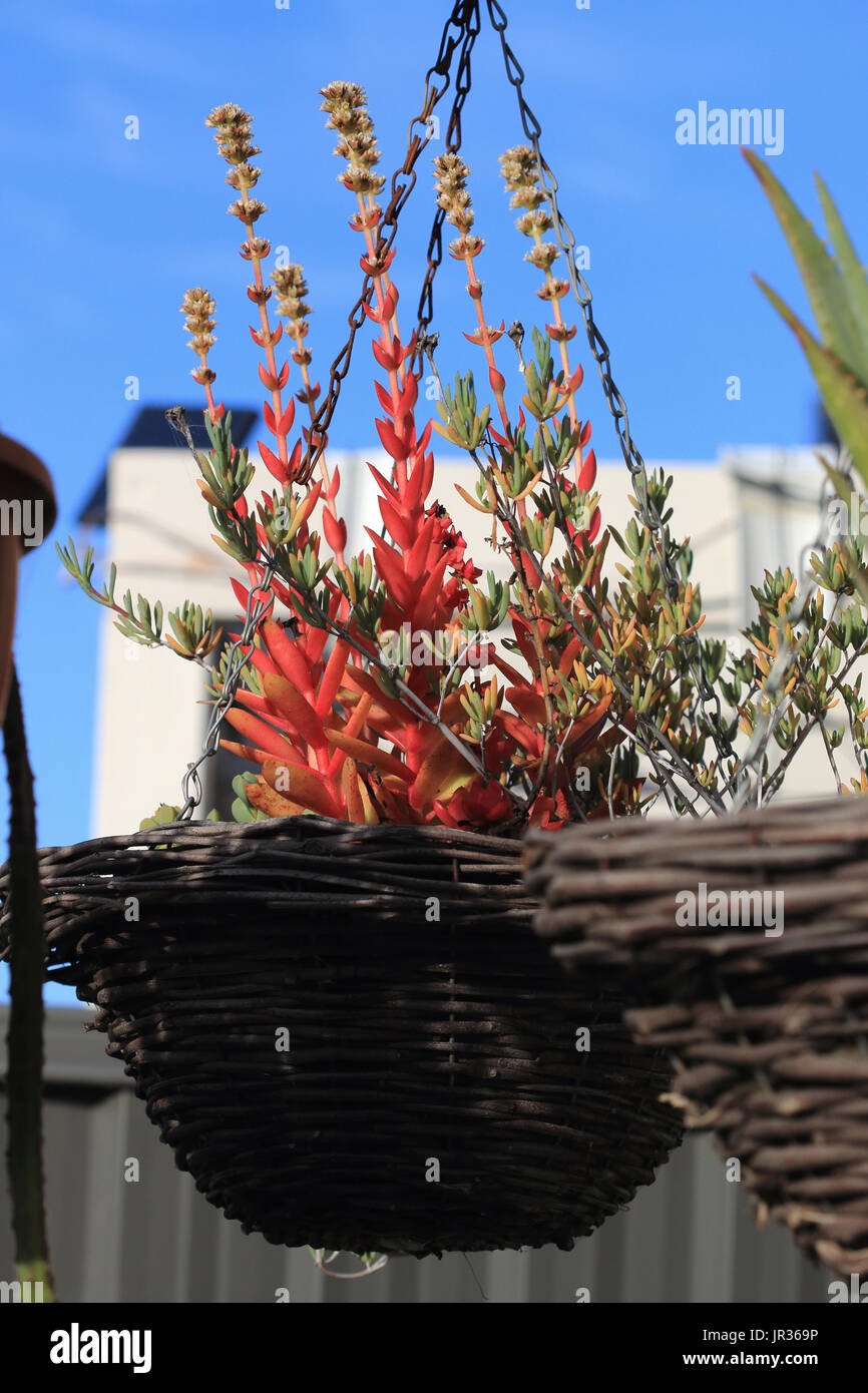 Anbau von Mesembryanthemum und Crassula Capitella Lagerfeuer Sukkulenten in hängenden Topf Stockfoto