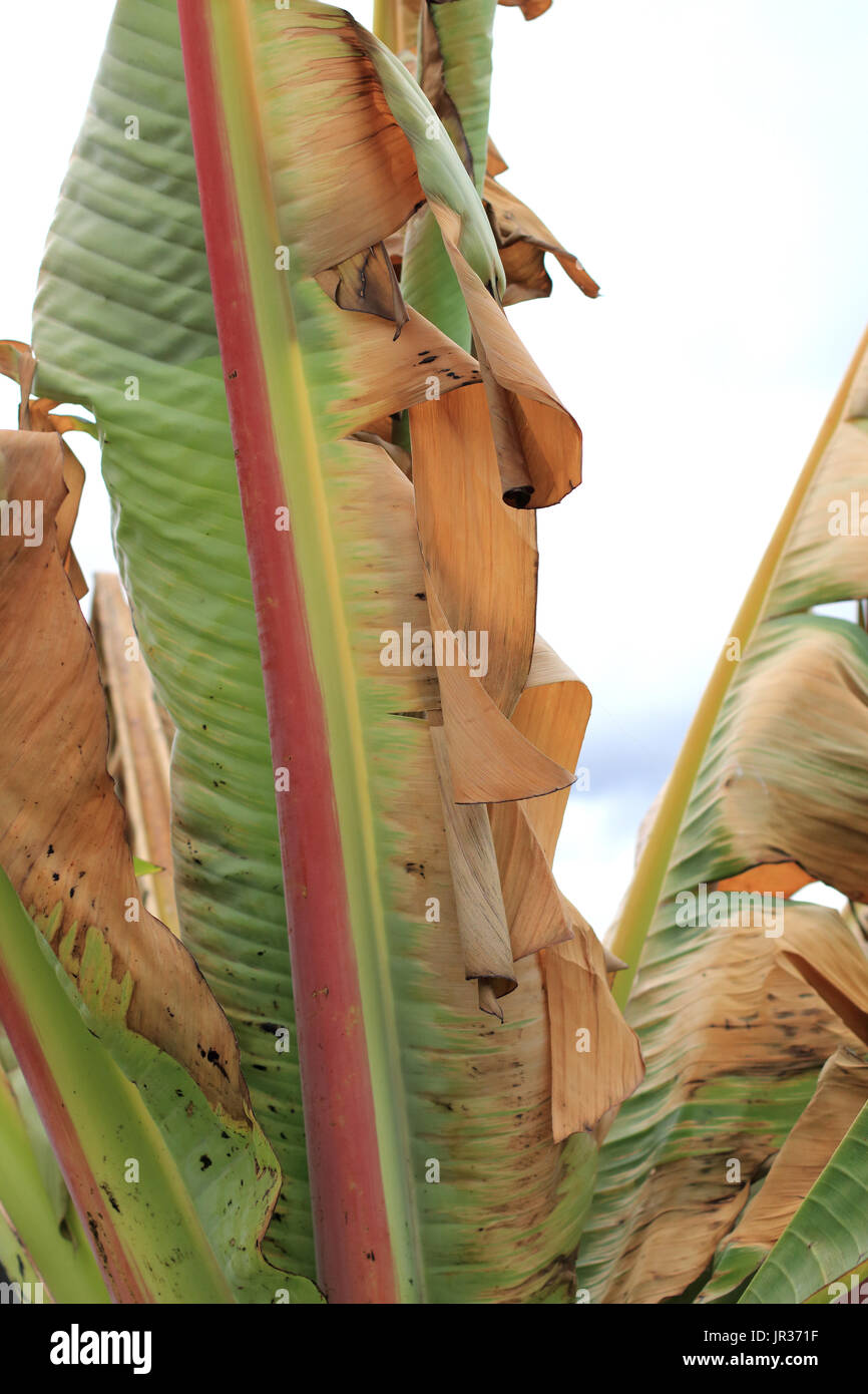 Frost beschädigt Ensete Ventricosum verlässt abessinische Banane Palm auf weißen Hintergrund isoliert Stockfoto