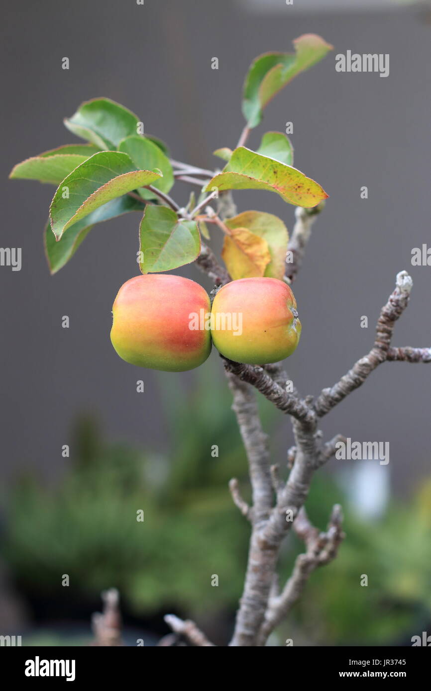 Junge Äpfel auf ein Zwerg apple tree branch im Herbst Stockfoto
