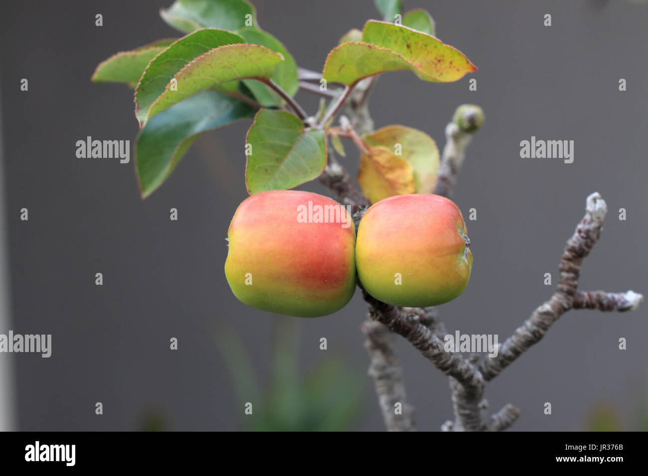 Junge Äpfel auf ein Zwerg apple tree branch im Herbst Stockfoto