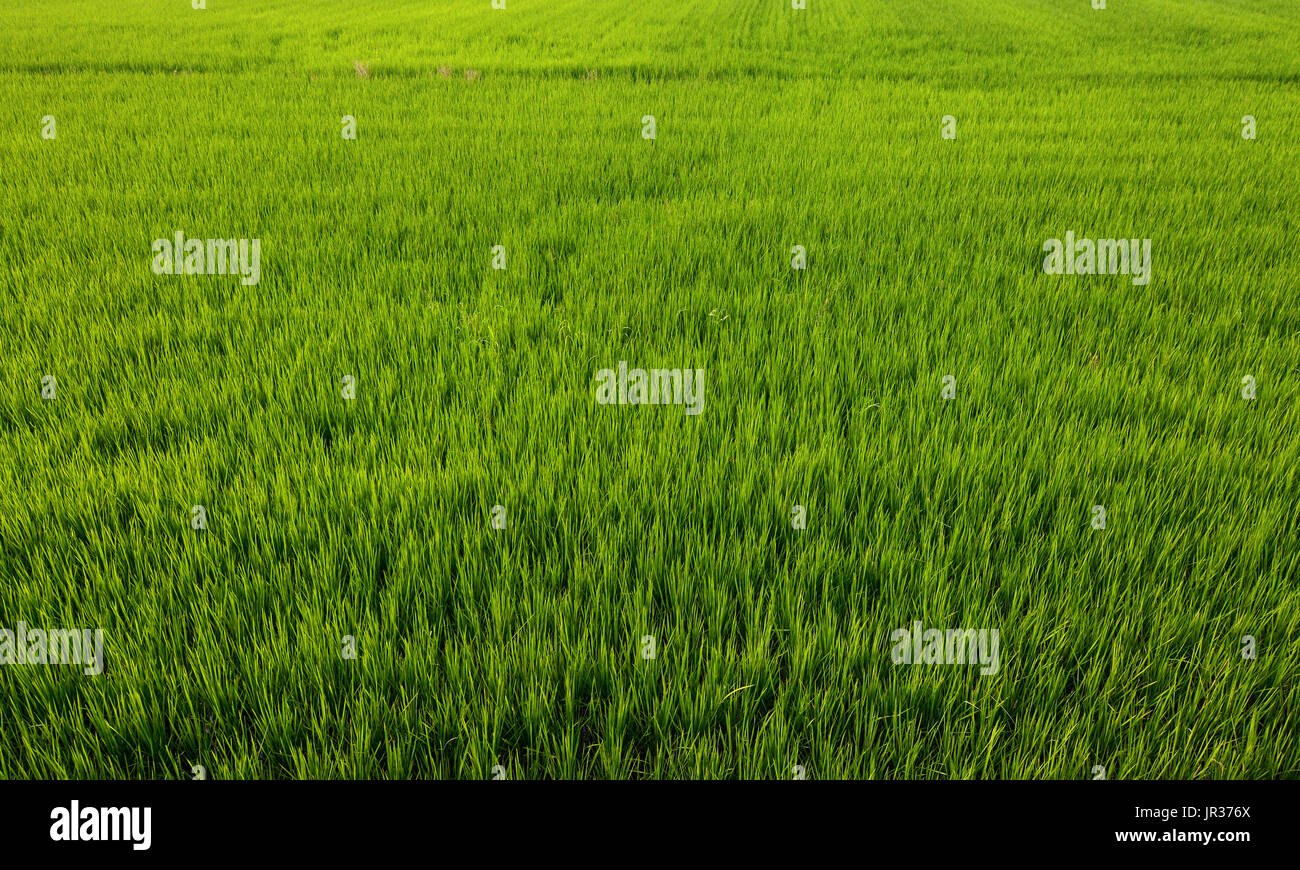 Schön Landwirtschaft Hintergrund eines grünen Reisfelder Feld mit gesunden jungen Pflanzen Stockfoto