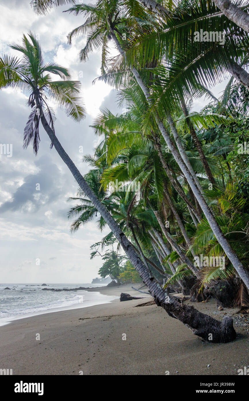 Vertikale Zusammensetzung der Strand mit Palmen Stockfoto