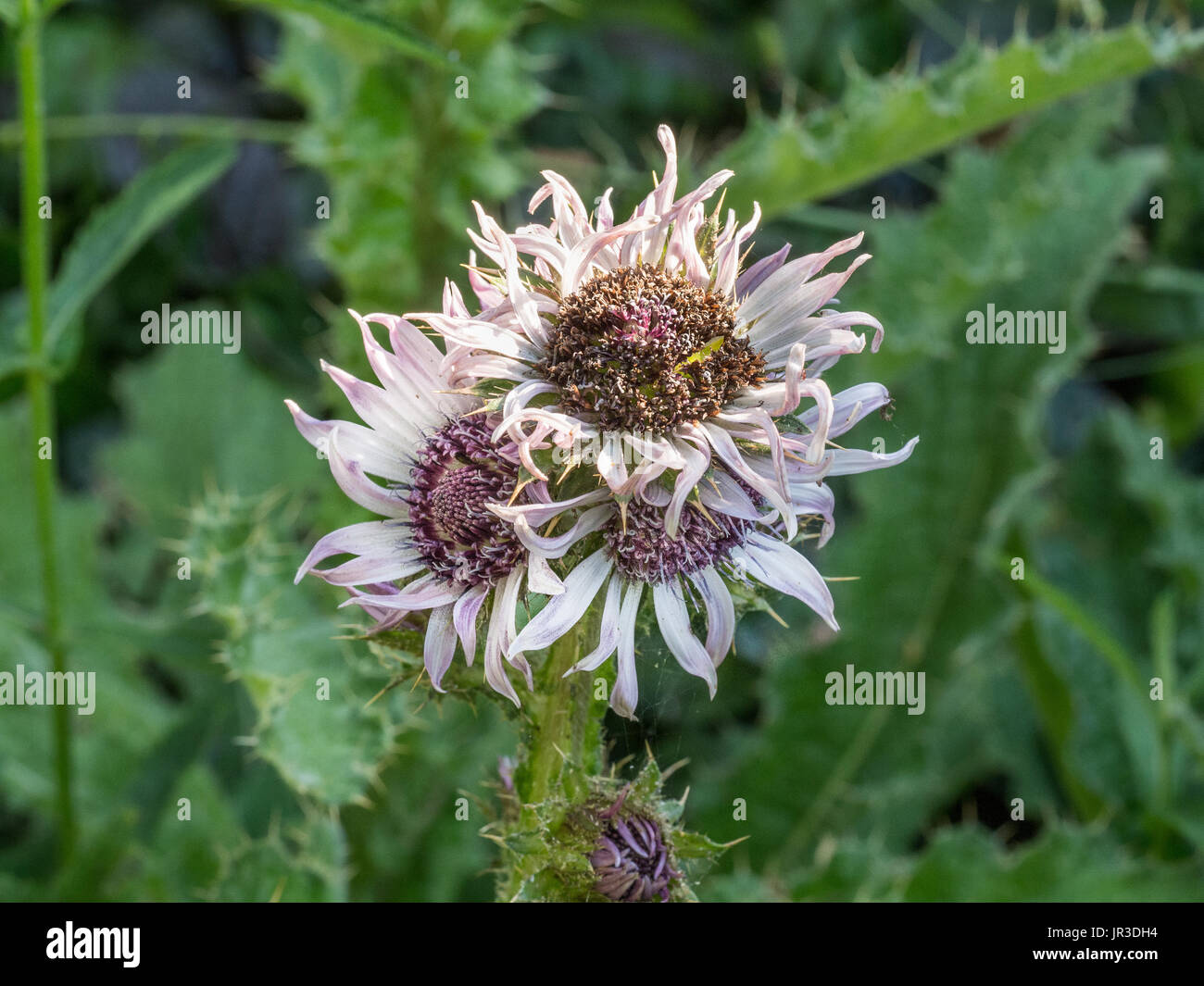 Nahaufnahme der Blumen der Berkheya purpurea Stockfoto