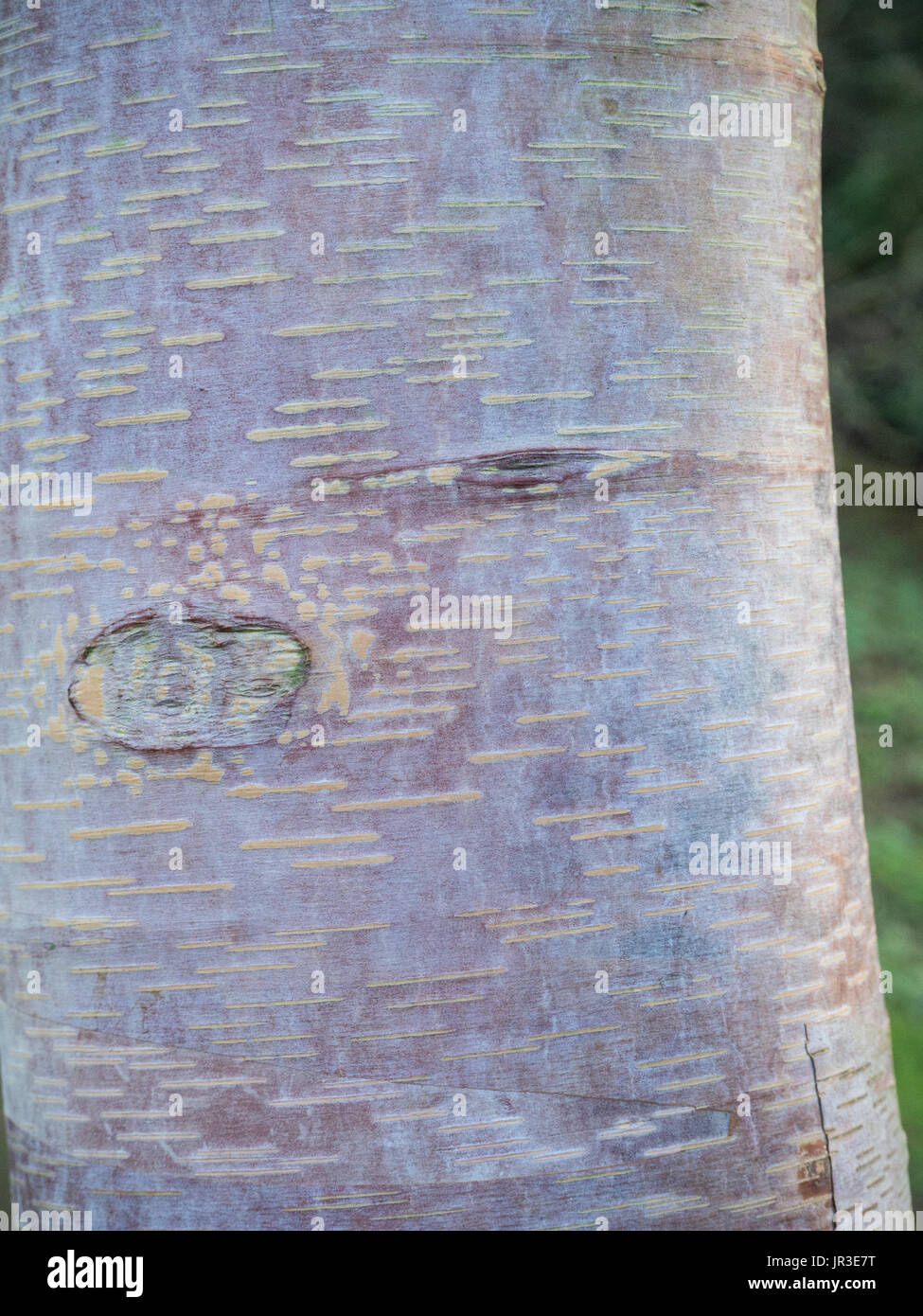 Nahaufnahme der silbrigen Rinde von Betula utilis albosinensis Stockfoto