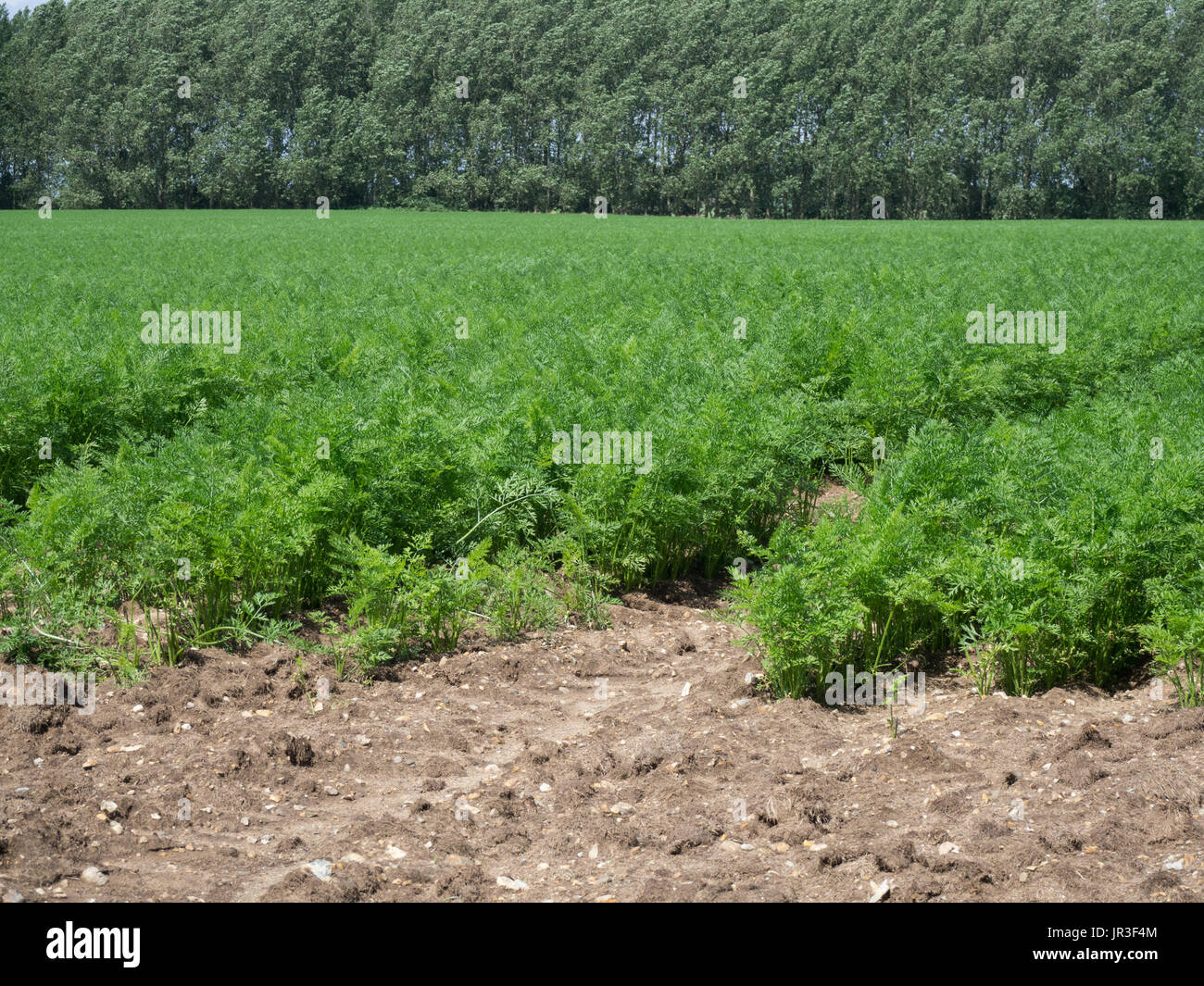 Feld Skala Möhren wachsen in Suffolk. Stockfoto