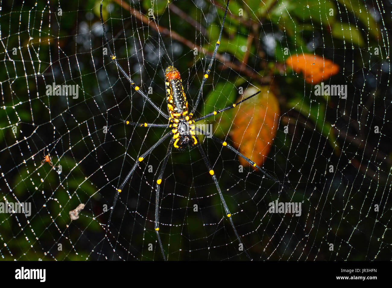 Nahaufnahme der weiblichen Giant golden Orb weaver Spider hängen auf Web, wissenschaftlicher Name Nephila pilipes Stockfoto
