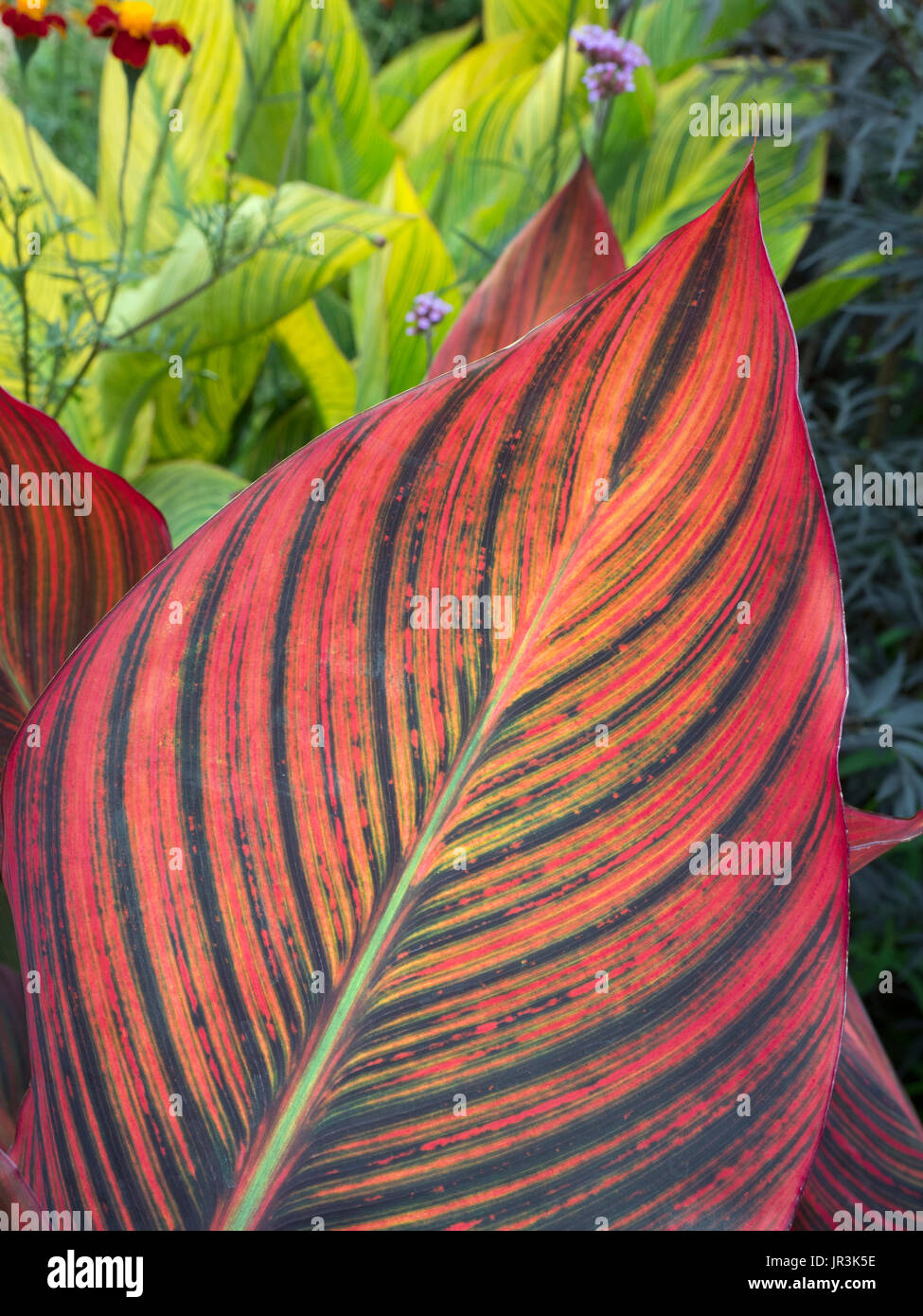 CANNA Lily Leaf Nahaufnahme im Garten Grenze Stockfoto