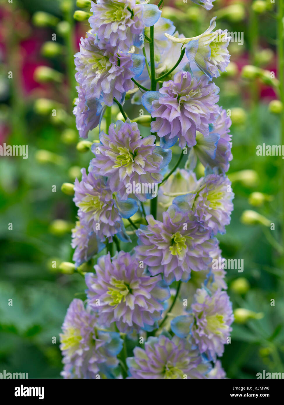 Rittersporn "Highlander Moonlight" im Garten Grenze Stockfoto