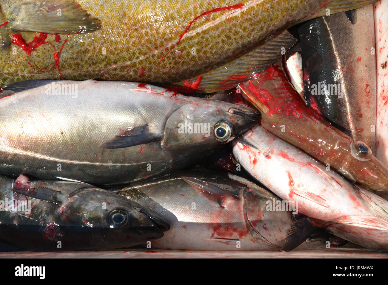 Verschiedene Arten von frisch gefangenen Fisch. Von den Lofoten, Norwegen. Stockfoto