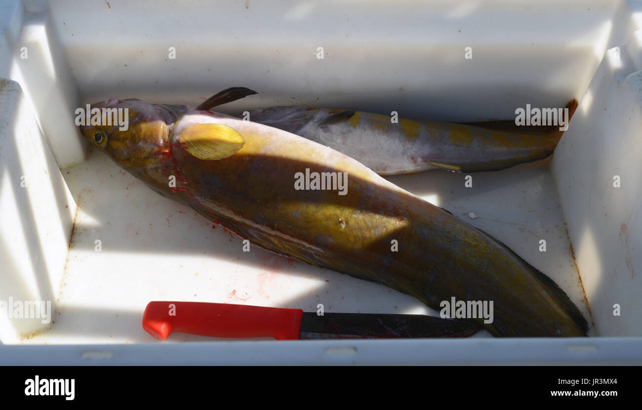 Verschiedene Arten von frisch gefangenen Fisch. Von den Lofoten, Norwegen. Stockfoto