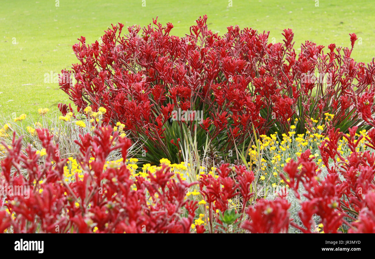 Australian native red Kangaroo paw Blumen im Garten Stockfoto
