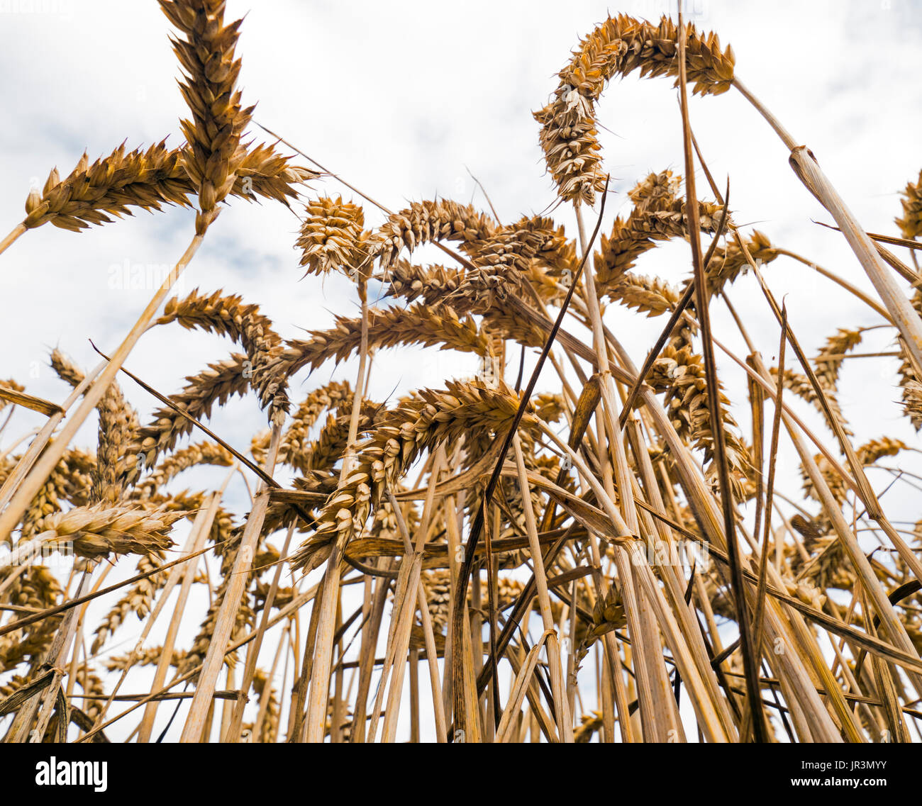 Weizen-Getreide bei der Ernte Zeit Norfolk August Stockfoto