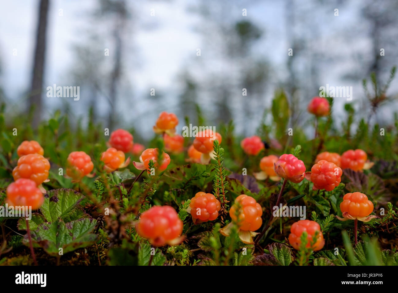 Arktische moltebeere Fotos und Bildmaterial in hoher Auflösung Alamy