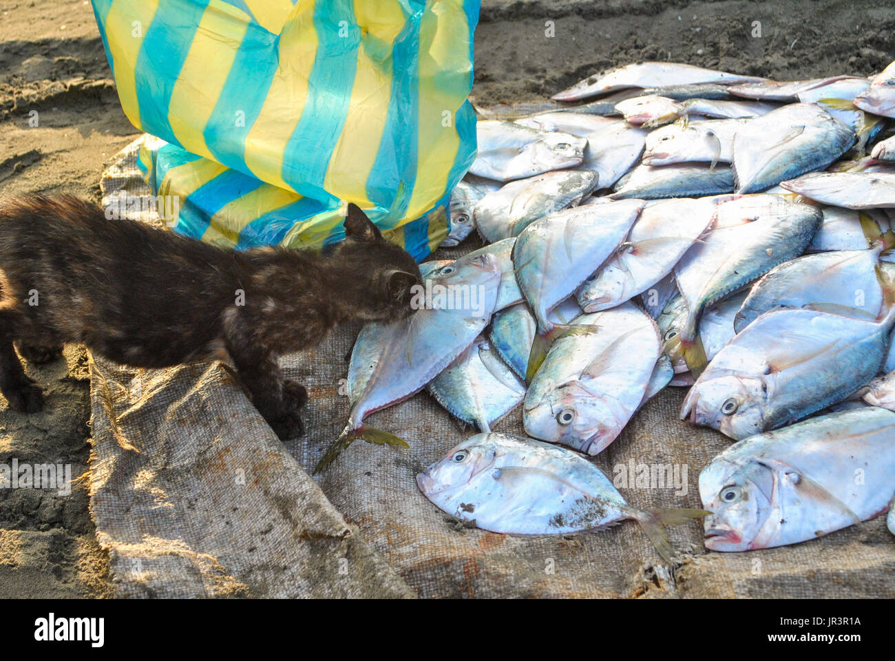 Das Kätzchen und die peruanischen Moonfish oder Carita (Selene Peruviana) auf dem Fischmarkt.  Manta. Ecuador. Stockfoto