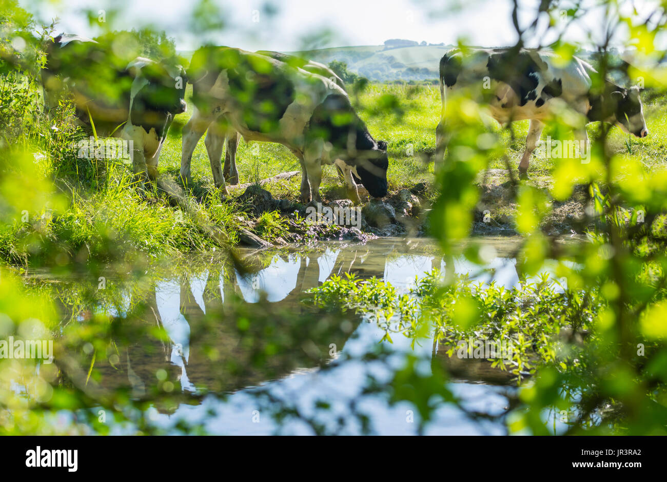 Grasende Kühe. Schwarz / weiß Kühe essen Grass in einem Feld mit ihren Spiegelungen im Wasser. Kuh Weiden. Im Wasser spiegelt. Stockfoto Grasende Kühe. Schwarz / weiß Kühe essen Grass in einem Feld mit ihren Spiegelungen im Wasser. Kuh Weiden. Im Wasser spiegelt. Stockfoto