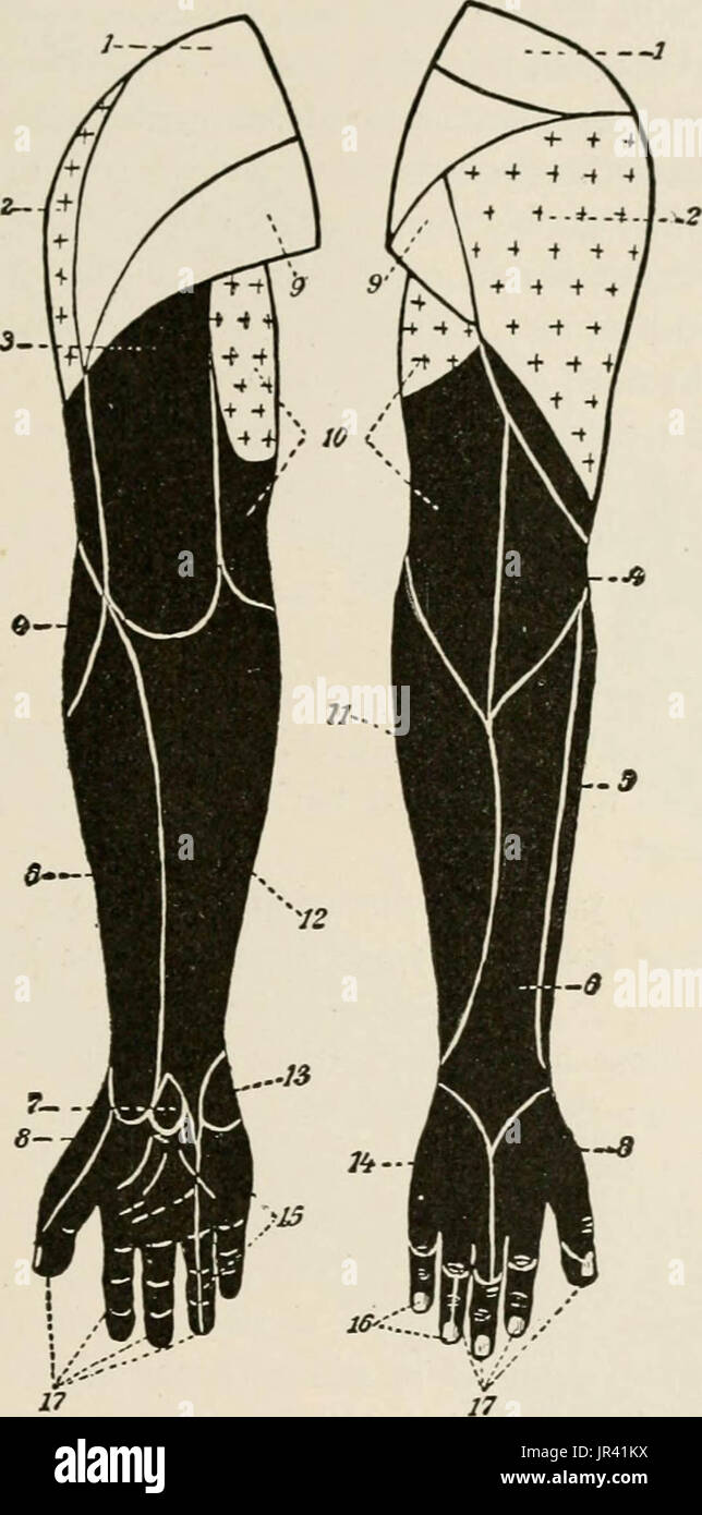 "Lokale und regionale Anästhesie; mit Kapiteln über spinale, epidurale, paravertebralen und Parasacral Analgesie und andere Anwendungen der lokalen und regionalen Anästhesie die Operation der Augen, Ohren, Nase und Rachen und Zahnarztpraxis " Stockfoto