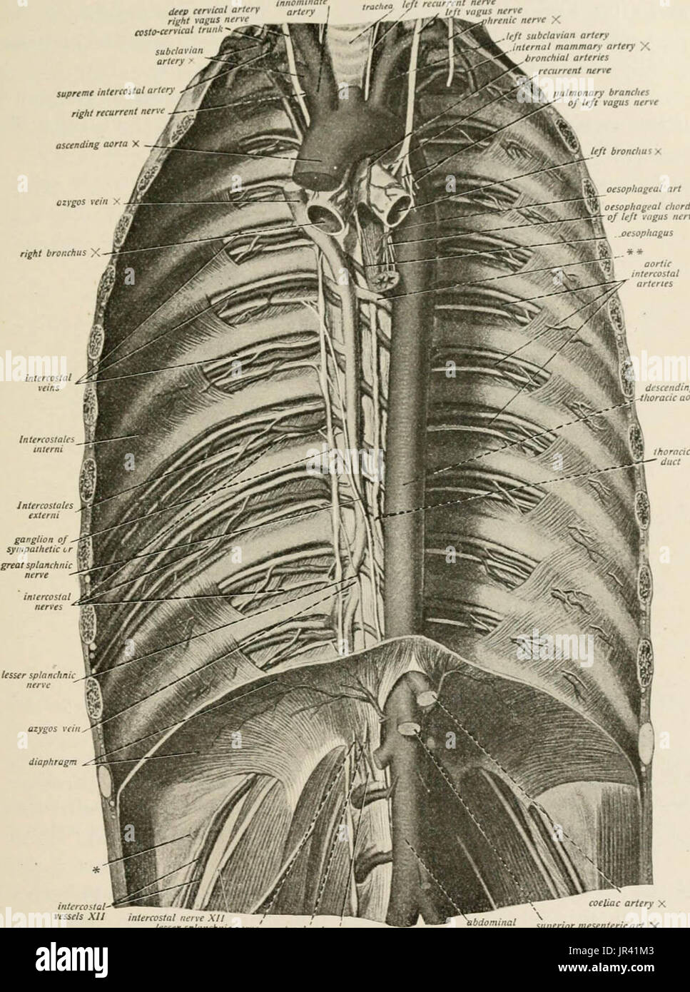 "Lokale und regionale Anästhesie; mit Kapiteln über spinale, epidurale, paravertebralen und Parasacral Analgesie und andere Anwendungen der lokalen und regionalen Anästhesie die Operation der Augen, Ohren, Nase und Rachen und Zahnarztpraxis " Stockfoto