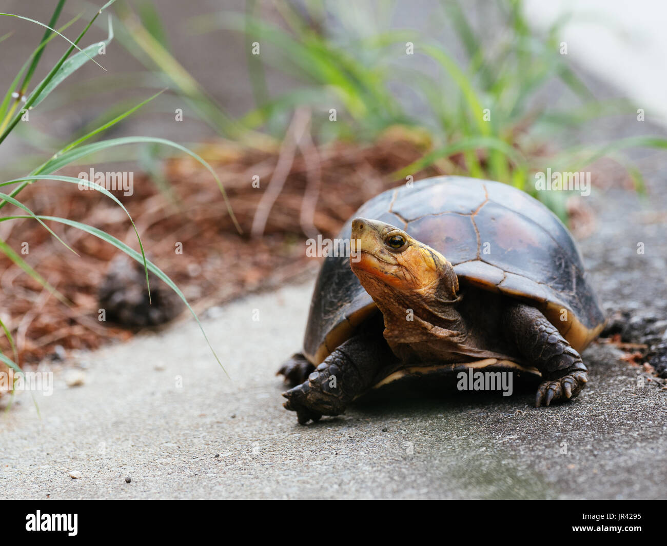 Cuora flavomarginata flavomarginata Stockfotos und bilder Kaufen Alamy
