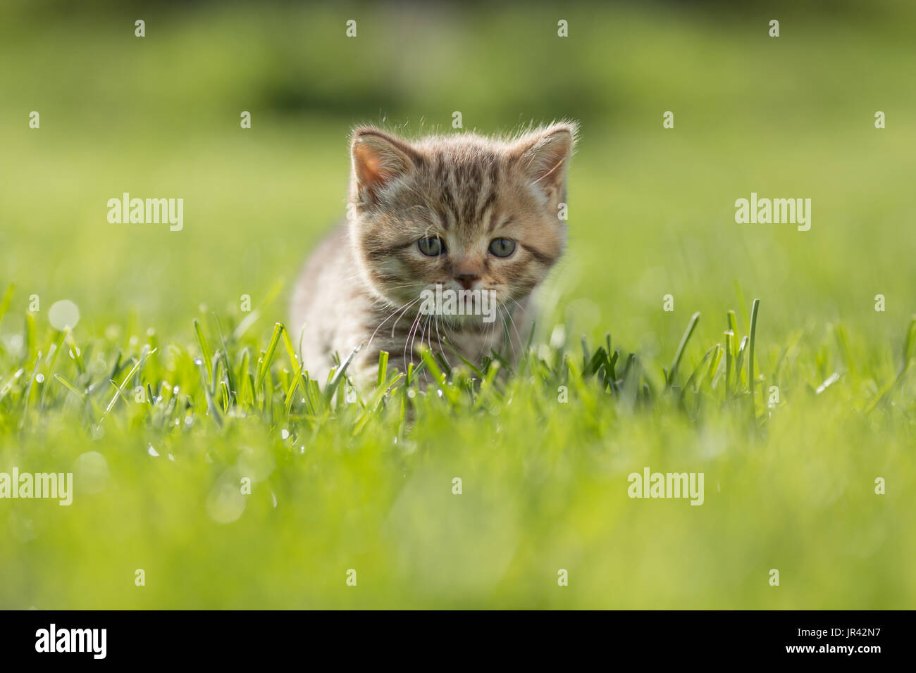 Junge Kätzchen in Grasgrün Stockfoto