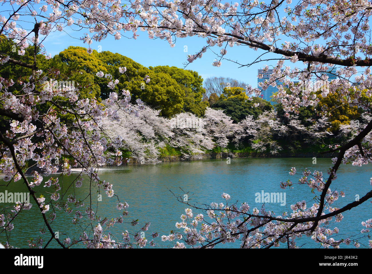 Cherry Tree Branches mit weißen Blüten Rahmen eine Feder Szene am Chidorigafuchi Burggraben in Tokio, Japan. Stockfoto