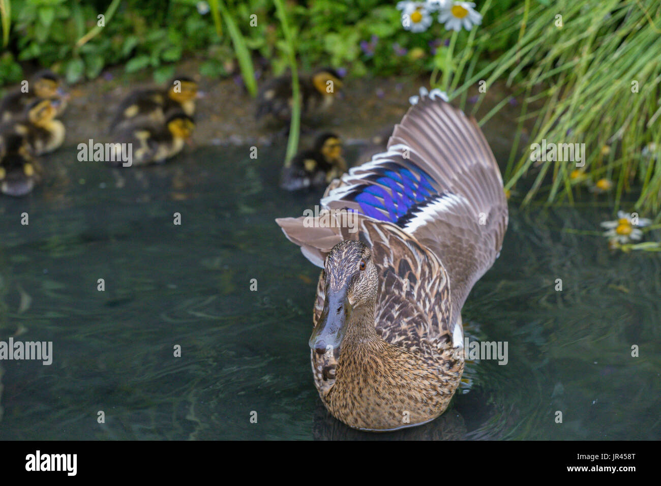 Nördlichen Zimt Teal an Slimbridge Stockfoto