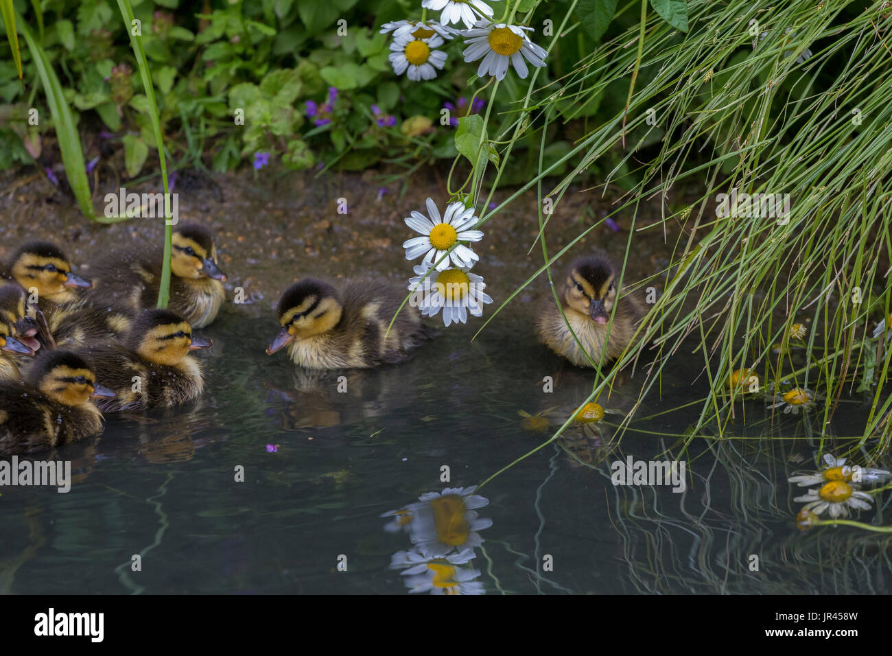 Nördlichen Zimt Teal an Slimbridge Stockfoto
