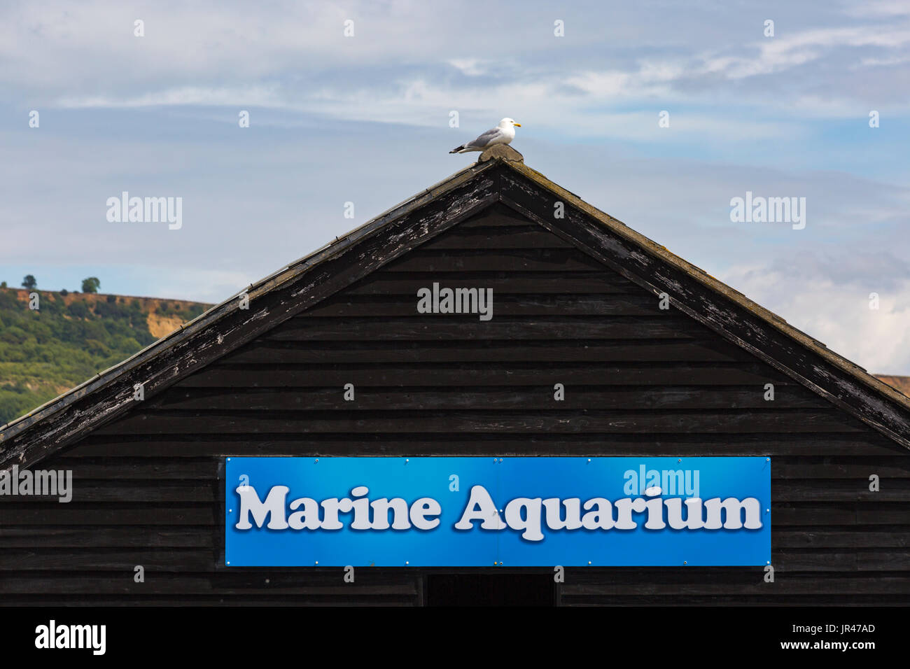 Möwe Möwe am Dach des Meeresaquariums auf dem Cobb bei Lyme Regis, Dorset im Juli Stockfoto