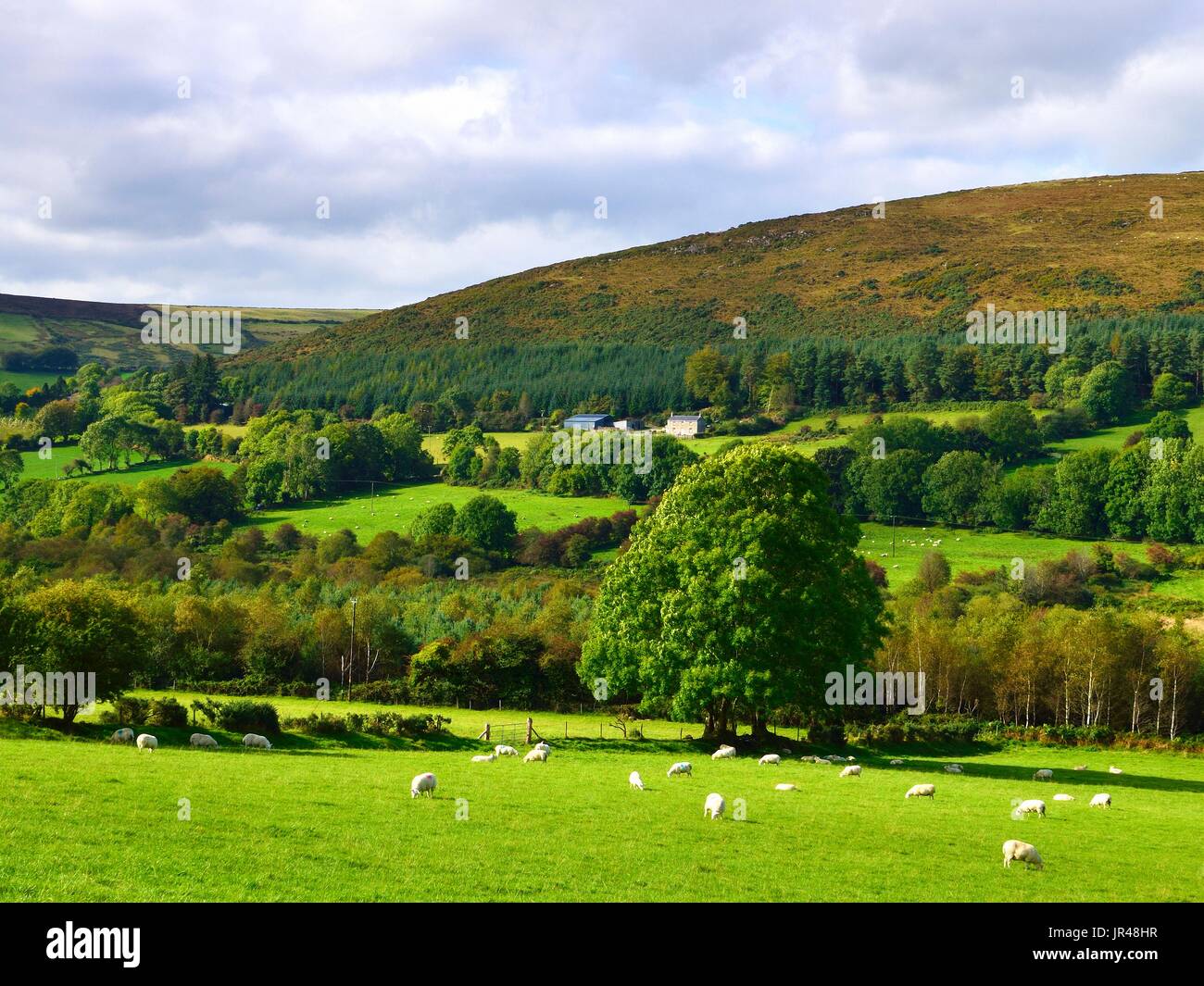 Eine späte Sommer Blick auf die üppige Landschaft der Grafschaft Wicklow, Irland. Stockfoto