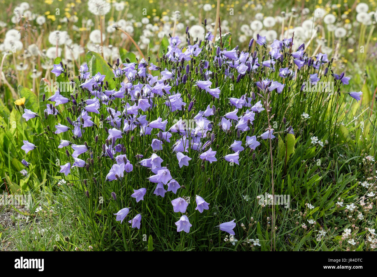 Büschel von Glockenblumen (Campanula Rotundifolia) in arktischen Tundra Grünland Lebensraum im Sommer. Narsaq Kujalleq, Südgrönland Stockfoto