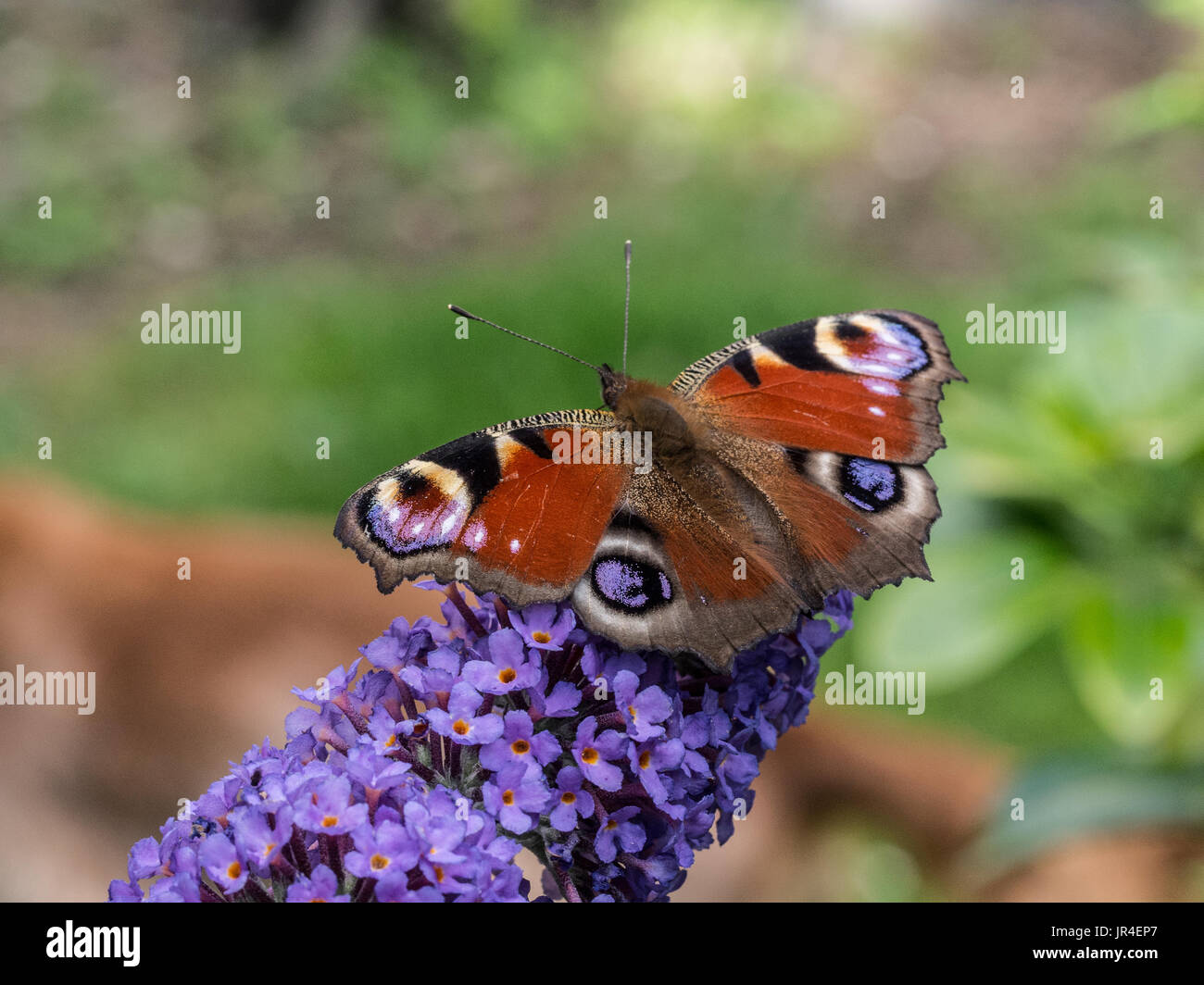 Nahaufnahme eines Tagpfauenauges mit seine Flügel weit offen Fütterung auf ein buddleja Blume Stockfoto