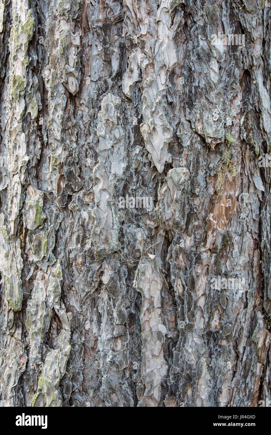 In der Nähe der Rinde eines Kiefer Pinus sylvestris Stockfoto