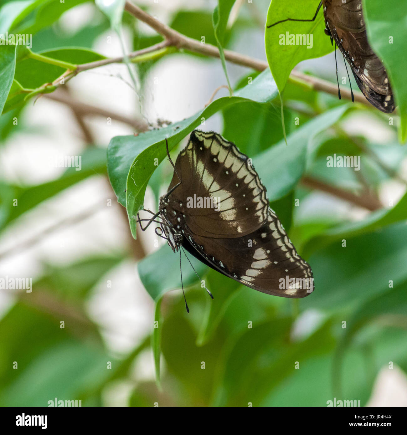 Farbenfrohe tropische Schmetterlinge im Garten Stockfoto
