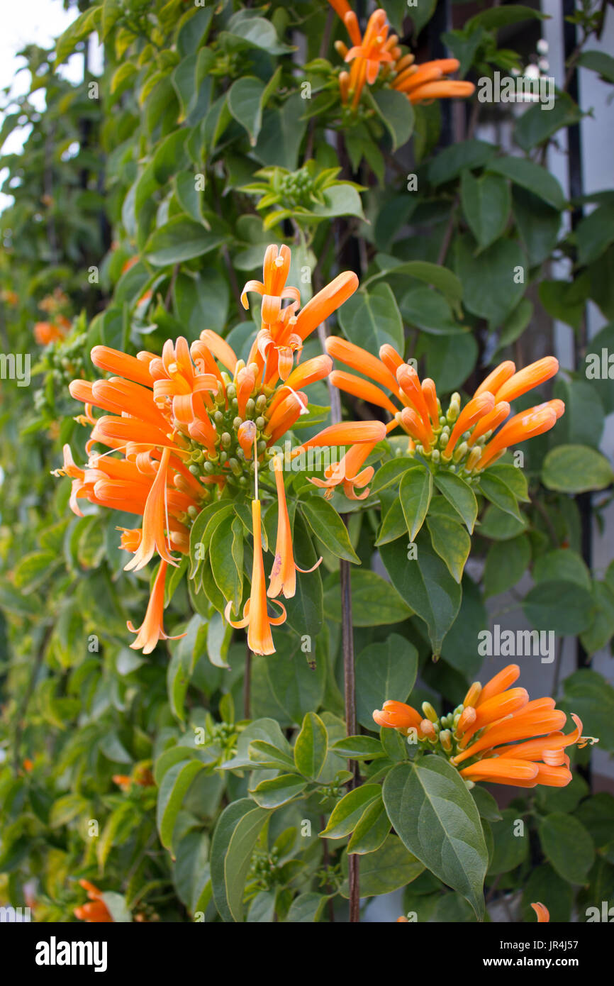 Riesengroße leuchtend orange Blüten erwarten sie bei dem tollen KAPOKBAUM !