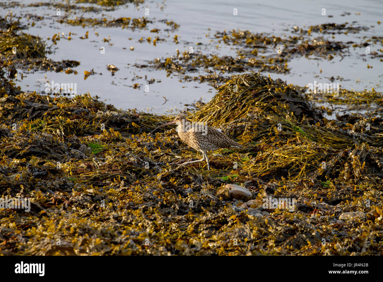 Brachvogel in Algen in den frühen Morgenstunden auf Nahrungssuche Stockfoto