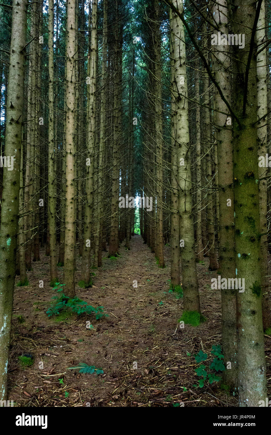 Fichten-Wald Monokultur, Bayern, Deutschland Stockfoto