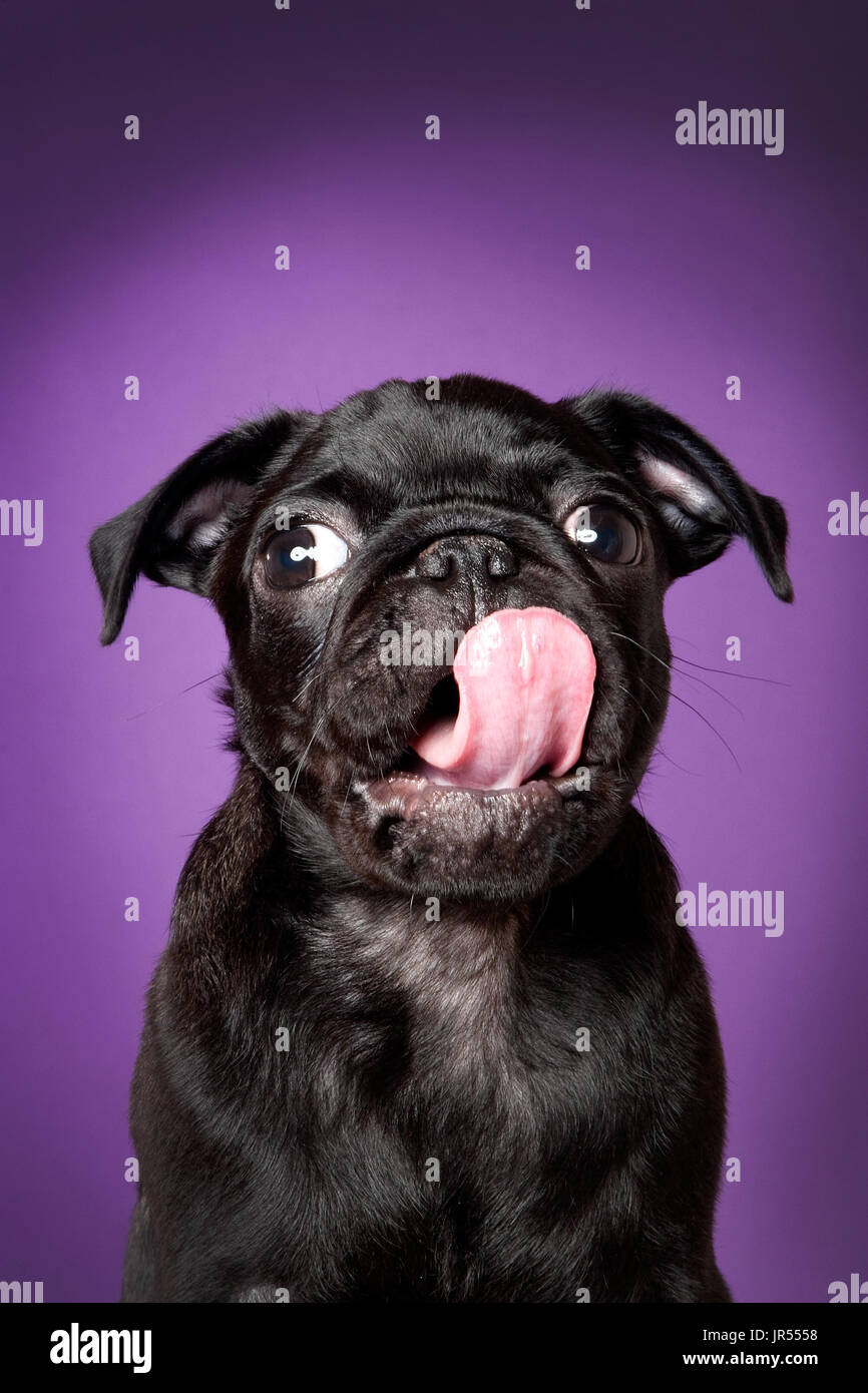 schwarze Mops leckt seine Nase auf lila Hintergrund Stockfoto